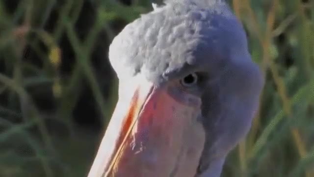 cara,queda,pierde,equipo favorito