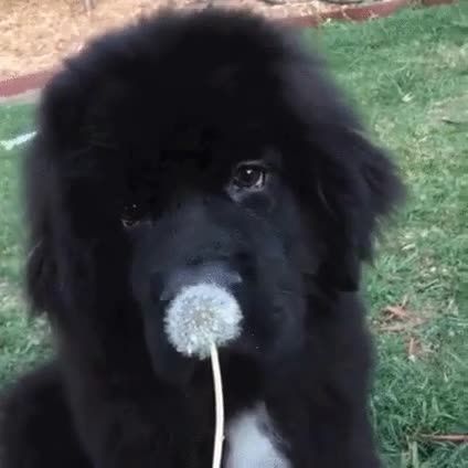 momento,preciso,comer,algo nuevo,perro