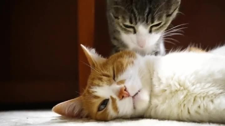 maldito,dormir,gato,lamer,sueño,despertar