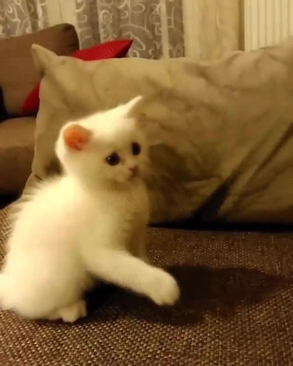 chocar,gato,manos,arriba,abajo