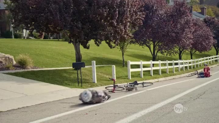 hombre,animal,tropieza,dos veces,piedra