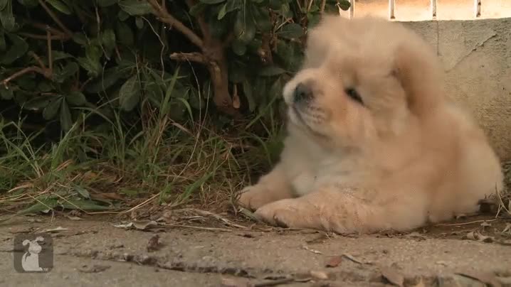 oye,dejar,en paz,perro,molestar,dedo