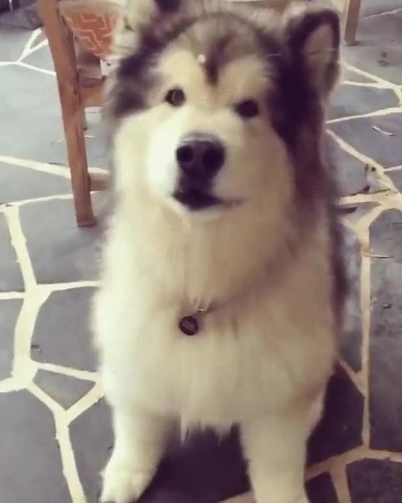 perro,ganas,jugar,saltos,pata