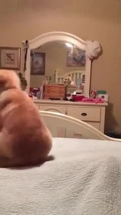 perro,confundir,reflejo,espejo