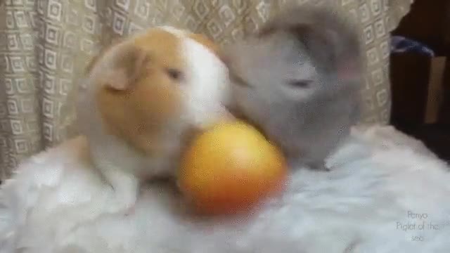 dejar en paz,molestar,comer,manzana,al cuerno