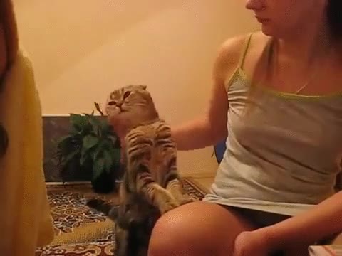 gato,pedir,atenci&oacute;n,mimos,caricias