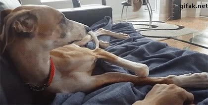perro,caradura,dejar,rascarme