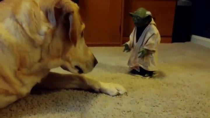 perro,despertar,yoda,impresionado