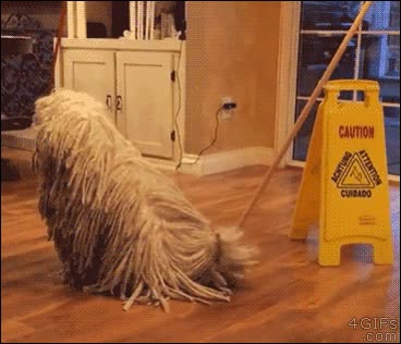 cualquiera,nosotros,confundir,mopa,perro,colocaci&oacute;n,objetos