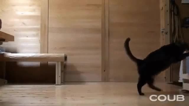 gato,ayudar,limpiar,suelo,tareas del hogar