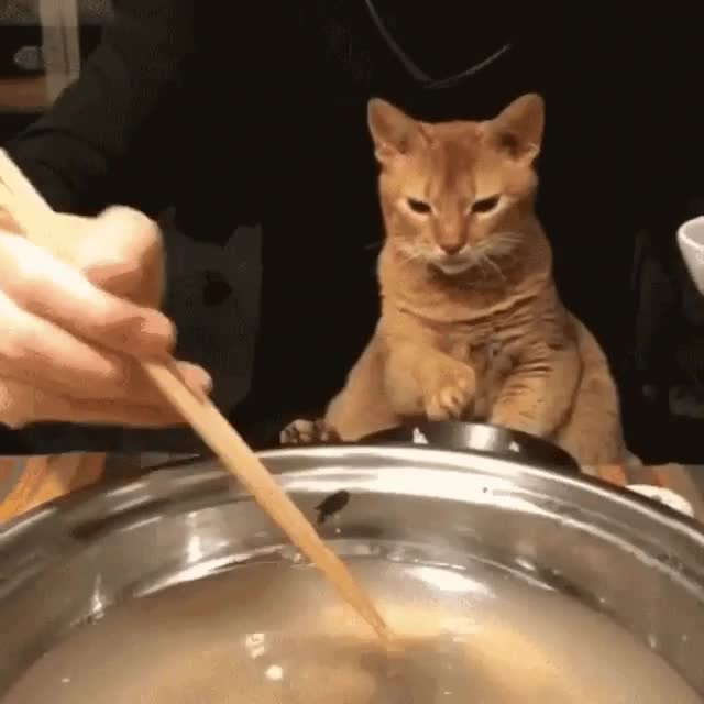 repartir,comida,plato,gato,esperar,paciencia