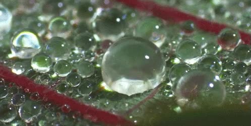 gotas,agua,unir,absrber,agario