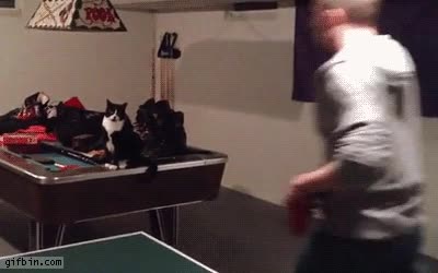 gatos,ayudan,partida,ping pong