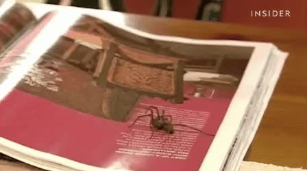 invento,llamar,padre,librar,ara&ntilde;as,miedo m&aacute;ximo