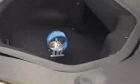 secreto,detr&aacute;s,coche,potente,mundo,hamster