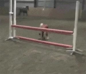 chica,capaz,saltar,caballo