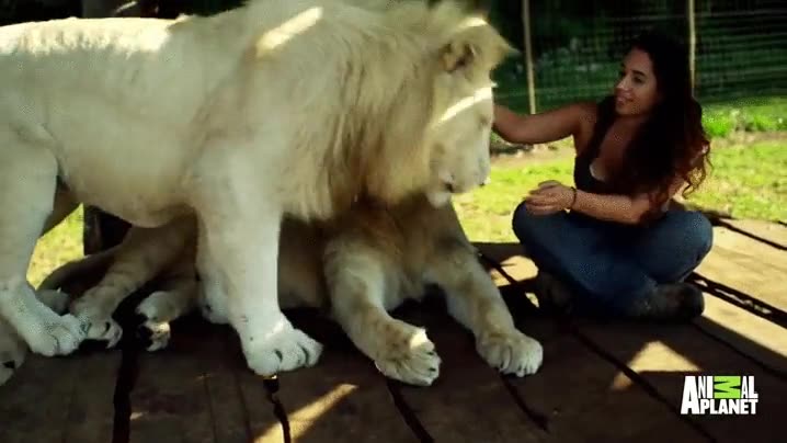 leones,celosos,caricias,humana