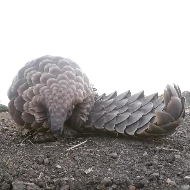 reconoce,esperar,lengua,larga,pangol&iacute;n,no,armadillo