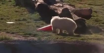 oso,polar,problemas,instalar,vlc,arbeloa