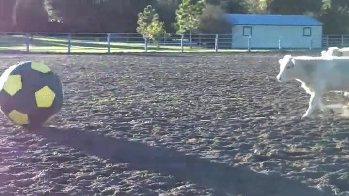 equipo,profesional,futbol,vacas,empujar,pelota