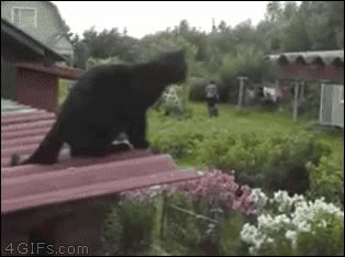 gatos,calcular,mal,distancias