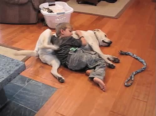 rascar,espalda,ni&ntilde;o,perro,amigos,reflejo