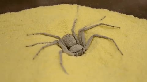 despertar,cama,dormir,una hora,m&aacute;s,ara&ntilde;a