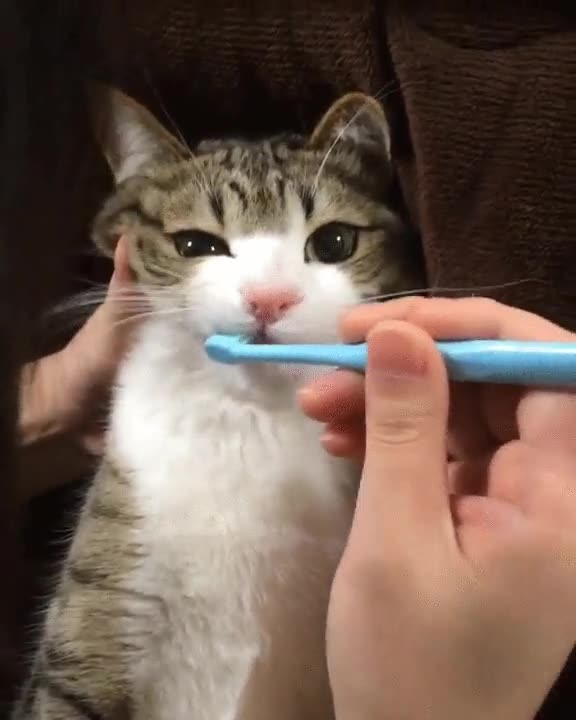 gato,siempre,cuidar,higiene,adorabilidad,m&aacute;xima