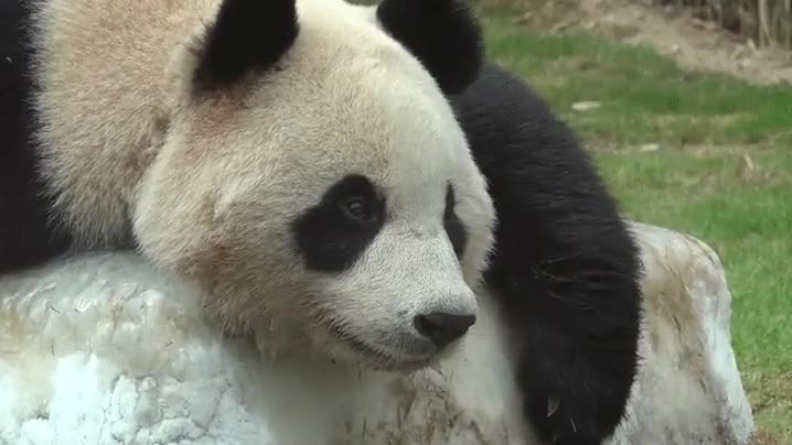 tener,dias,panda,piedra,emo,mal d&iacute;a