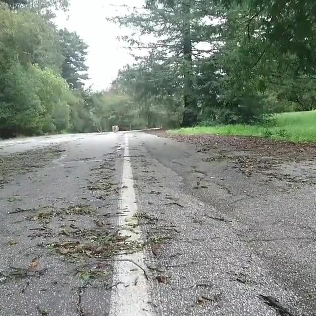 carrera,perros,carretera,juego