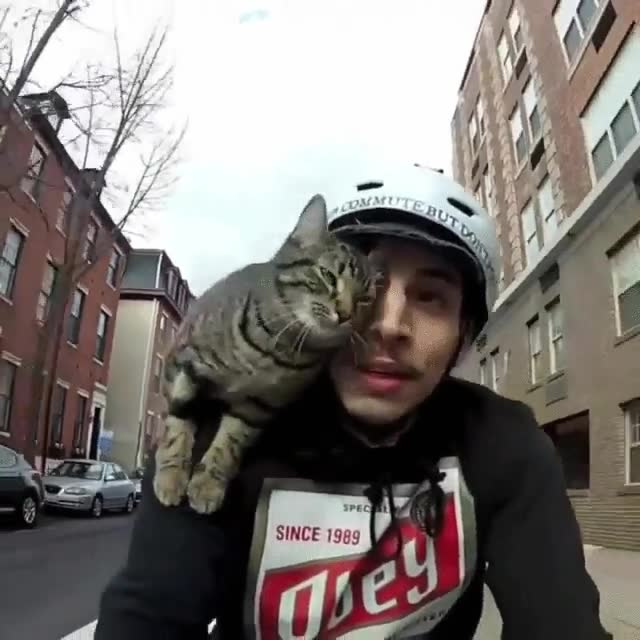 gato,adora,ir bici,mimos,casco