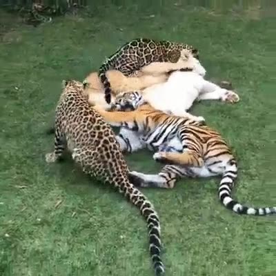 fondo,gatos,poco,grande