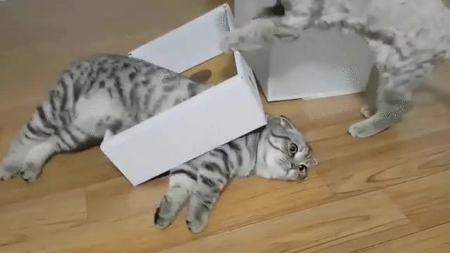 mirada,gato,caja,cosas,chungas