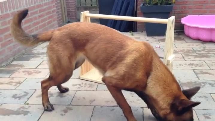 mejor forma,distraído,perro,botella,girar,comida