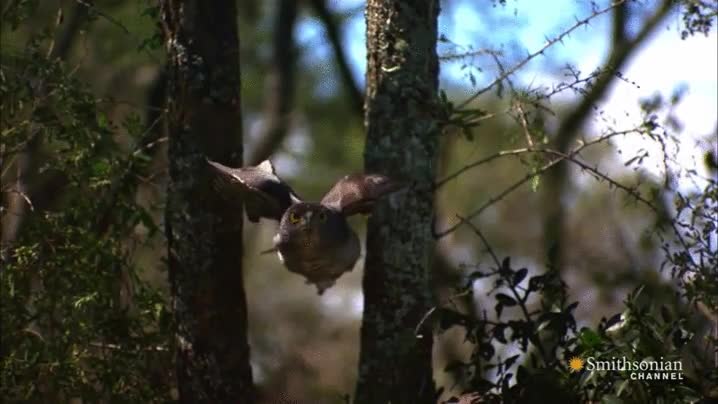 halc&oacute;n,pasando,&aacute;rboles,velocidad