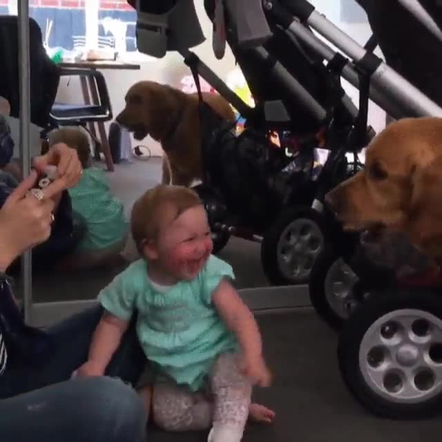 nada,gracioso,perro,mordiendo,burbujas