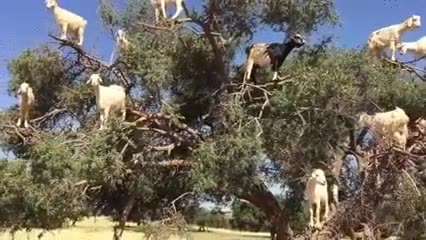 vida,real,llena,bugs,arbol cabras