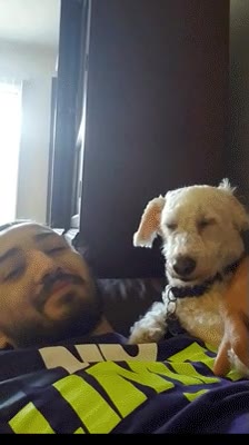intentar,selfie,perro,dormido