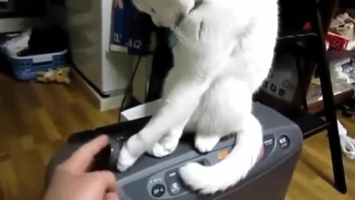 gatos,animales,tozudos