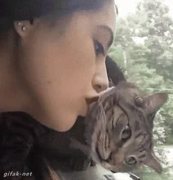 enfadado,novia,gato,beso,no
