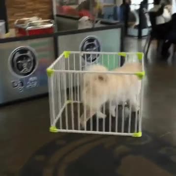 jaula,perro,hu&iacute;da,adi&oacute;s