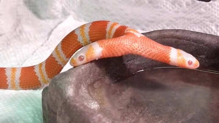 serpiente,dos cabezas,naturaleza,caprichosa