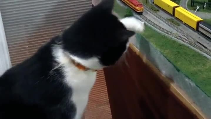 gato,tren,destructror,mundo