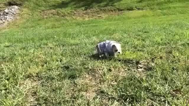 Cuando estás tan cansado que decides abandonar haciendo la croqueta perro,cansado,subir,croqueta