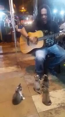 m&uacute;sico,callejero,gatos,audiencia