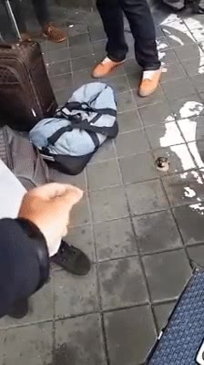 p&aacute;jaro,decide,acercarse,mano,humano,comer