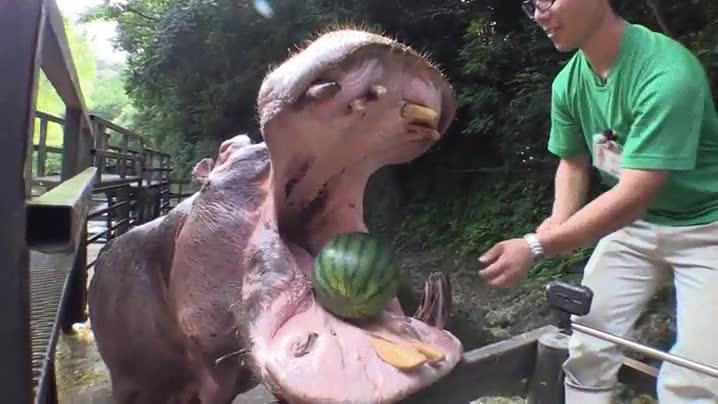 hipop&oacute;tamo,comiendo,sand&iacute;a,bruto