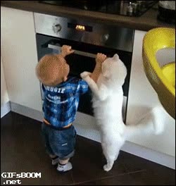 premio,gato,a&ntilde;o,horno