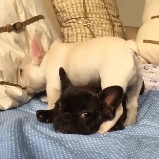 Enlace a El Yin y el Yang, versión perruna