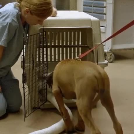 perro,esperando,operar,colega,bien,Cheetah